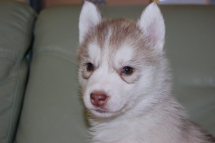 シベリアンハスキーの子犬の写真201103054