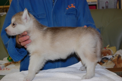 シベリアンハスキーの子犬の写真201103054-2