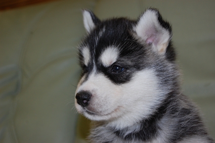 シベリアンハスキーの子犬の写真201103051