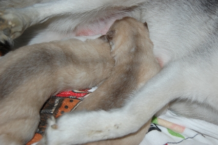 2011年11月4日産まれのシベリアンハスキーの子犬の写真