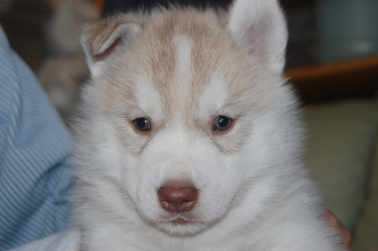 シベリアンハスキーの子犬の写真