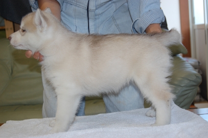 シベリアンハスキーの子犬の写真201111041-2