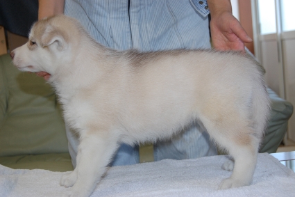 シベリアンハスキーの子犬の写真201111042-2