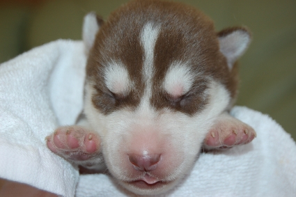 シベリアンハスキーの子犬の写真201202226