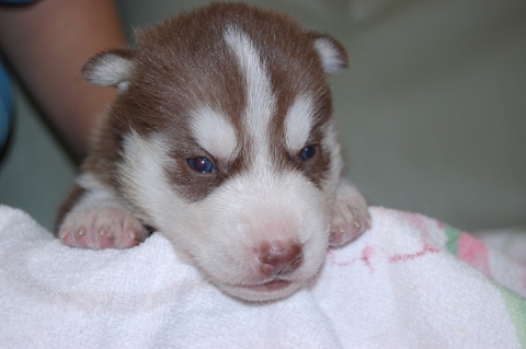 シベリアンハスキーの子犬の写真201202223