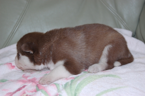 シベリアンハスキーの子犬の写真201202223-2