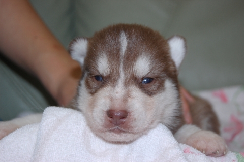 シベリアンハスキーの子犬の写真201202224