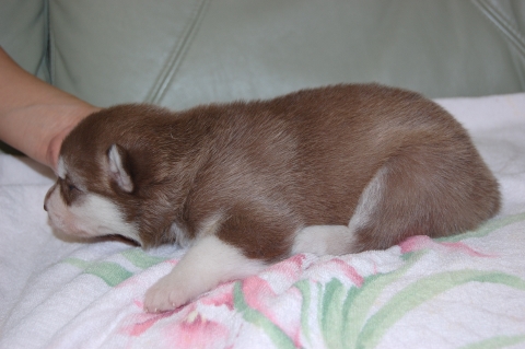 シベリアンハスキーの子犬の写真201202224-2