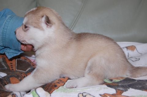 シベリアンハスキーの子犬の写真201202225-2