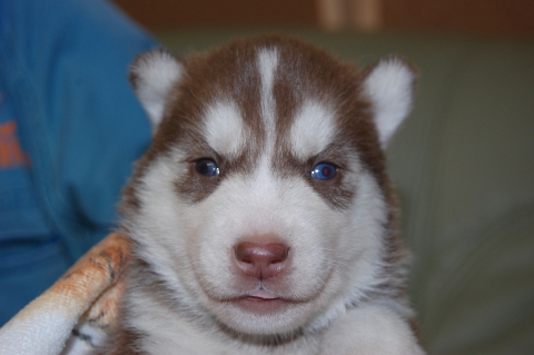 シベリアンハスキーの子犬の写真201202226