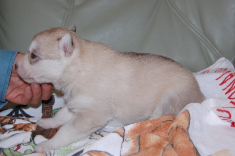 シベリアンハスキーの子犬の写真201202221-2