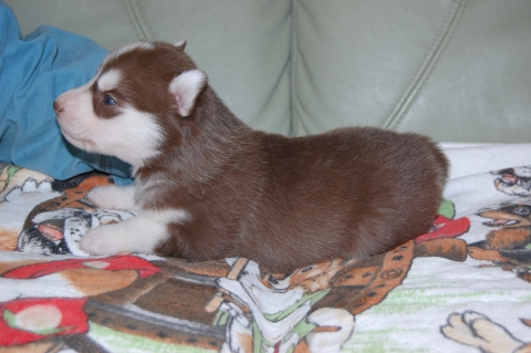 シベリアンハスキーの子犬の写真201202222-2