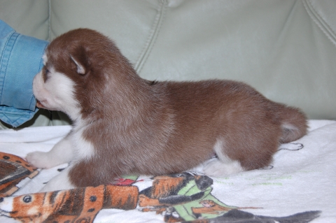 シベリアンハスキーの子犬の写真201202223-2