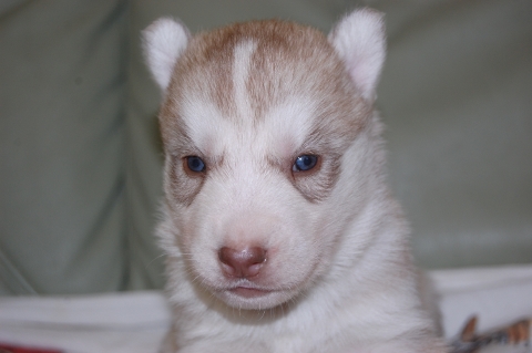 シベリアンハスキーの子犬の写真201202221