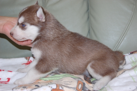 シベリアンハスキーの子犬の写真201202226-2