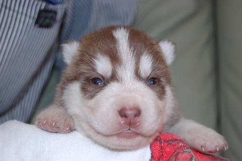 シベリアンハスキーの子犬の写真201203011