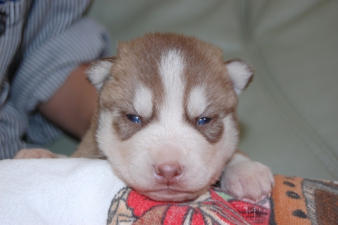 シベリアンハスキーの子犬の写真201203013