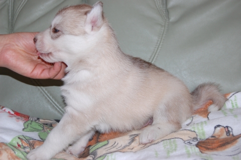 シベリアンハスキーの子犬の写真201202221-2