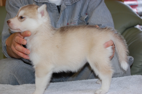 シベリアンハスキーの子犬の写真201202225-2
