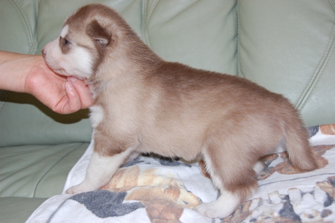シベリアンハスキーの子犬の写真201203013-2