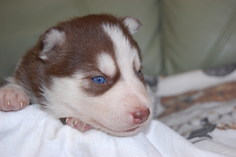 シベリアンハスキーの子犬の写真201203014