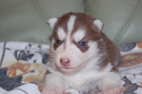 シベリアンハスキーの子犬の写真201203015