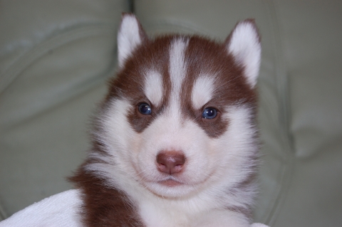 シベリアンハスキーの子犬の写真201202222