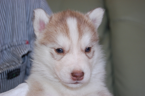 シベリアンハスキーの子犬の写真2