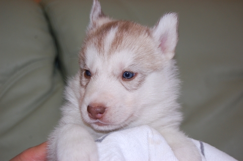 シベリアンハスキーの子犬の写真201202221