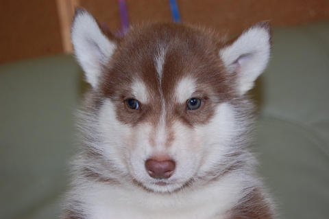 シベリアンハスキーの子犬の写真201202224