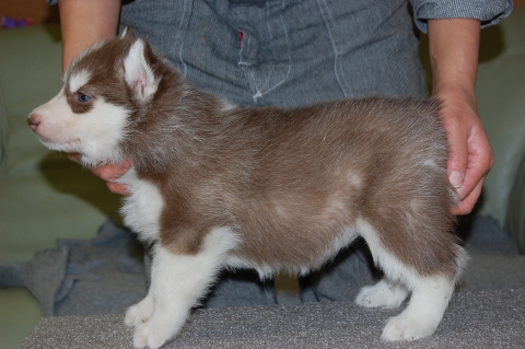 シベリアンハスキーの子犬の写真201203015-2
