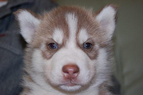 シベリアンハスキーの子犬の写真201203013