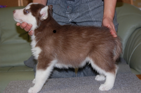シベリアンハスキーの子犬の写真201203014-2