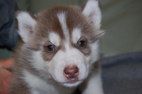 シベリアンハスキーの子犬の写真201203011