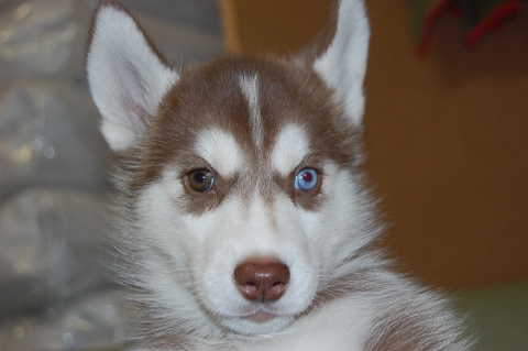 シベリアンハスキーの子犬の写真201202226