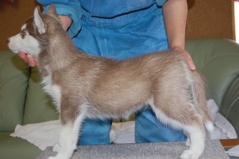 シベリアンハスキーの子犬の写真201202226-2