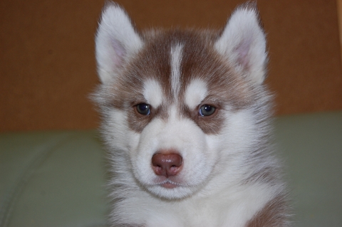 シベリアンハスキーの子犬の写真2