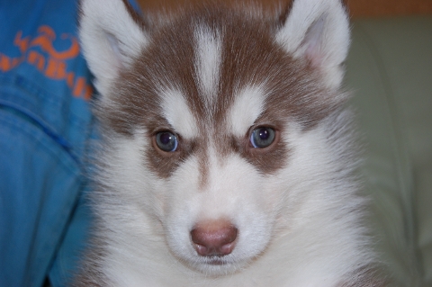 シベリアンハスキーの子犬の写真201203015