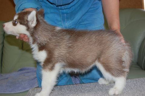 シベリアンハスキーの子犬の写真201203015-2