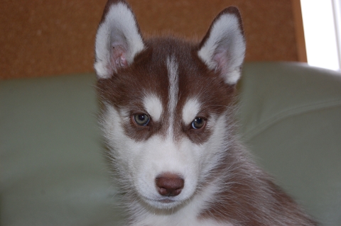 シベリアンハスキーの子犬の写真201202223