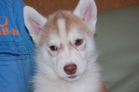 シベリアンハスキーの子犬の写真201202225