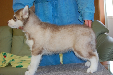 シベリアンハスキーの子犬の写真201203013-2