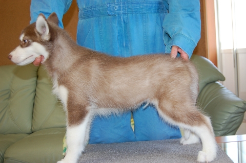 シベリアンハスキーの子犬の写真201202224-2