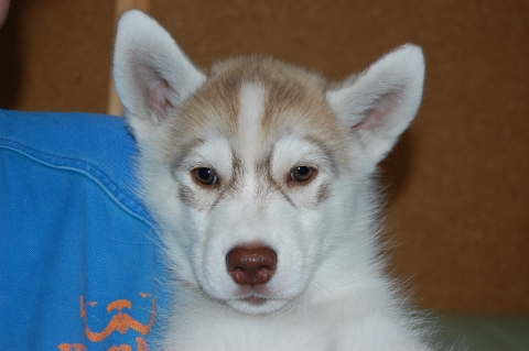 シベリアンハスキーの子犬の写真201202225