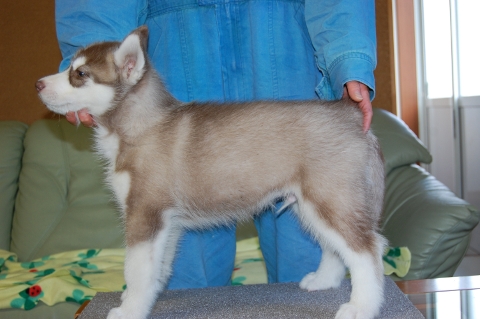シベリアンハスキーの子犬の写真201203011-2