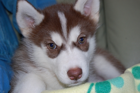 シベリアンハスキーの子犬の写真201203012