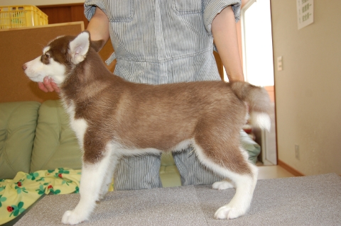 シベリアンハスキーの子犬の写真201203012-2