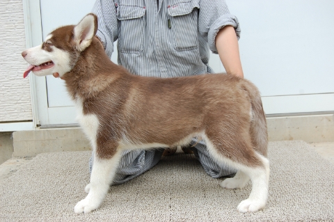 シベリアンハスキーの子犬の写真201203012-2
