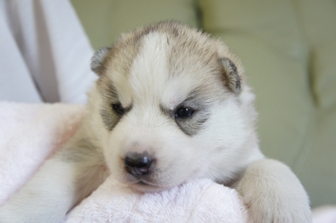 シベリアンハスキーの子犬の写真201208202