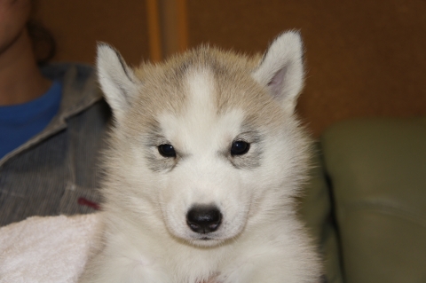 シベリアンハスキーの子犬の写真201208202